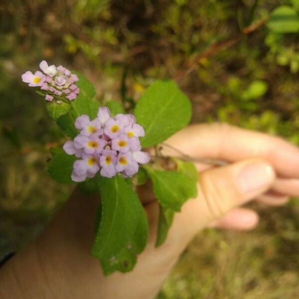 Lantana involucrata Flower