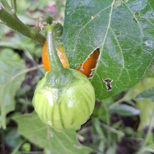 Solanum aethiopicum Плод