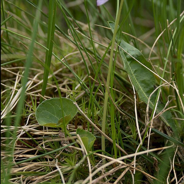 Viola palustris Habitus