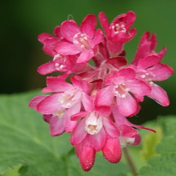 Ribes sanguineum Blüte