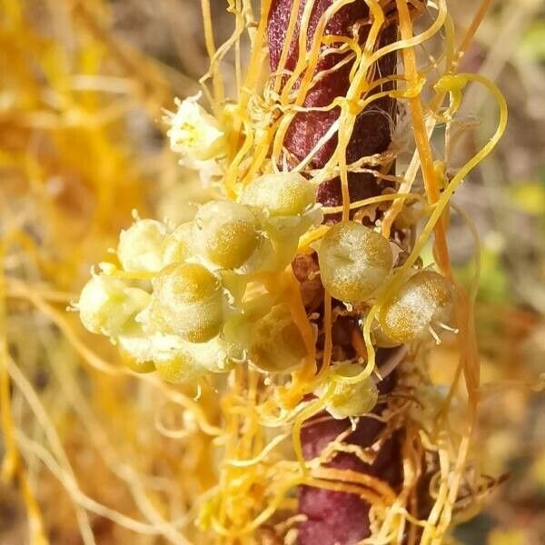 Cuscuta campestris Gyümölcs