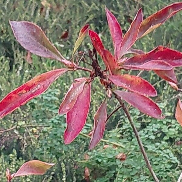 Rhododendron periclymenoides Blad