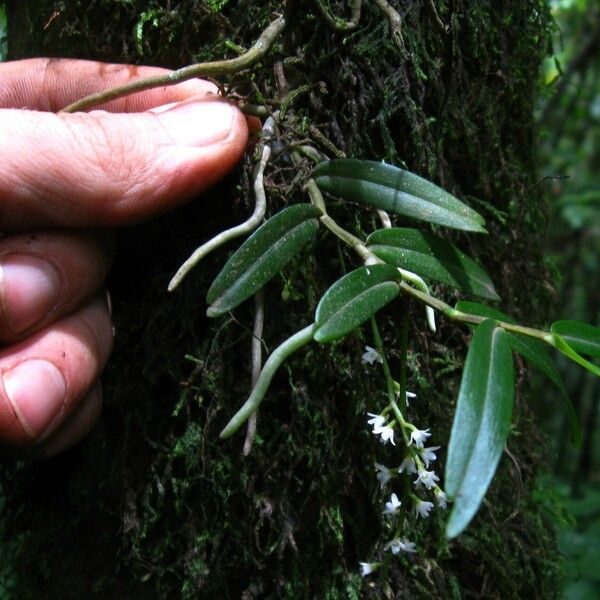 Rhipidoglossum polyanthum Habit