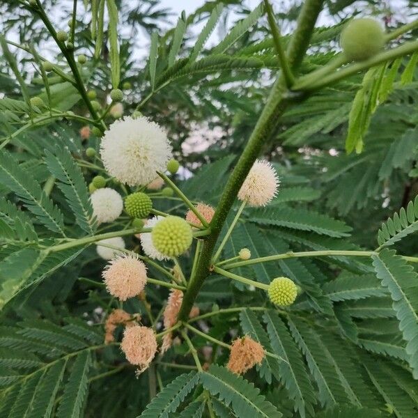 Leucaena leucocephala Цветок