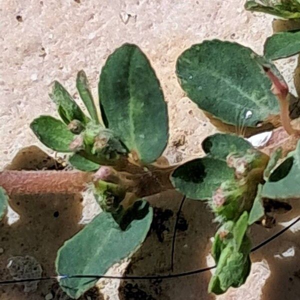 Euphorbia prostrata Folha