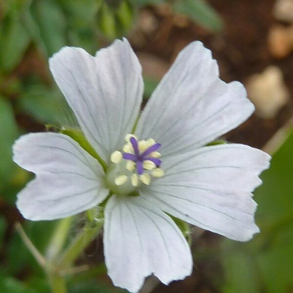 Monsonia angustifolia Blomma