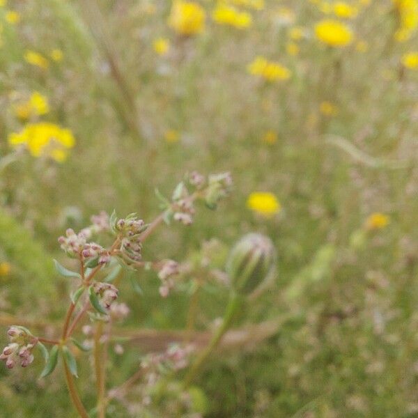 Galium parisiense Kwiat