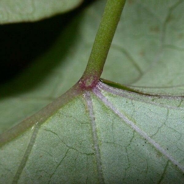 Ipomoea tiliacea Rusca