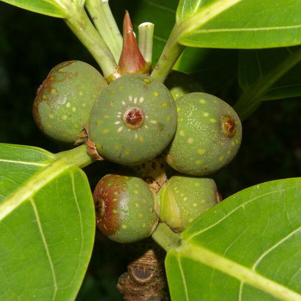 Ficus obtusifolia Плід