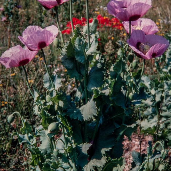 Papaver somniferum Habit