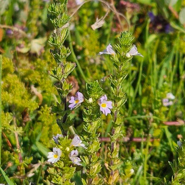 Euphrasia stricta Květ