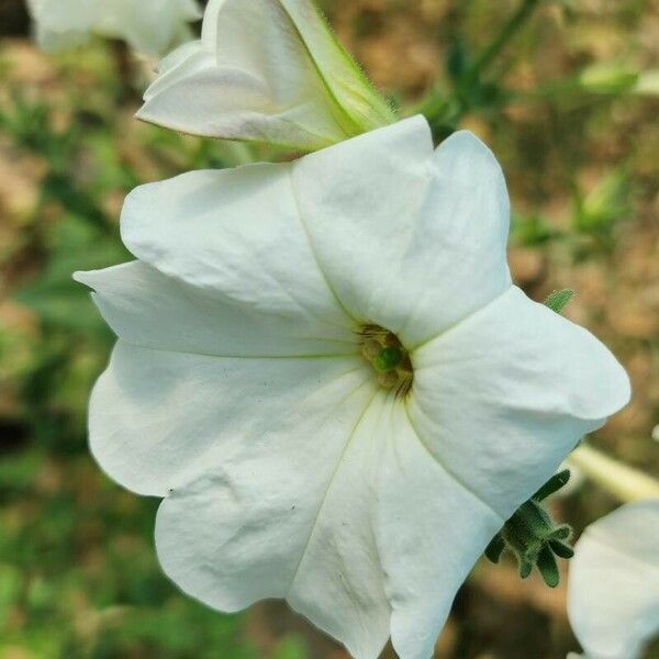 Petunia axillaris Flor