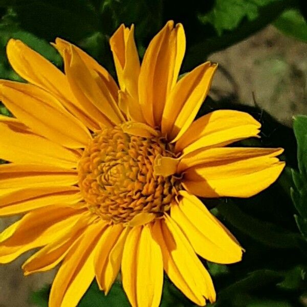 Heliopsis helianthoides Flower