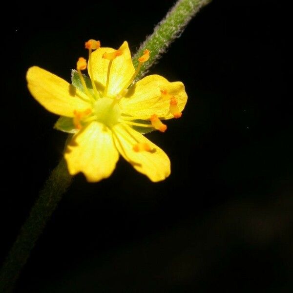 Agrimonia rostellata Flower