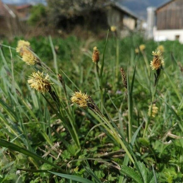 Carex cespitosa Květ