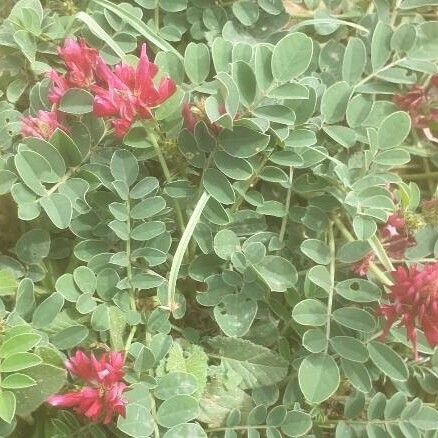 Hedysarum coronarium Flower