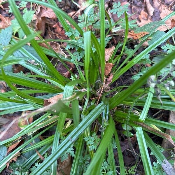 Carex sylvatica Leaf