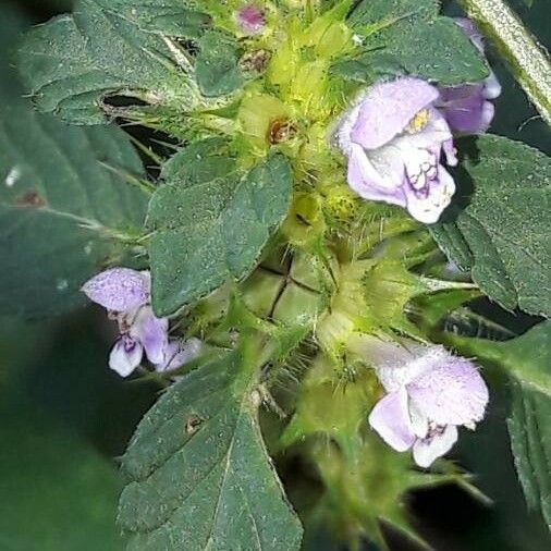 Galeopsis bifida Flower