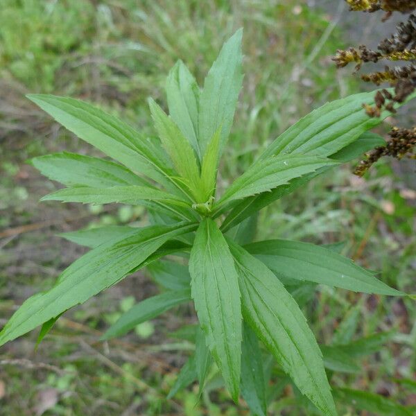 Solidago altissima 葉