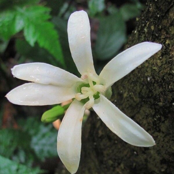 Vasconcellea cauliflora Õis