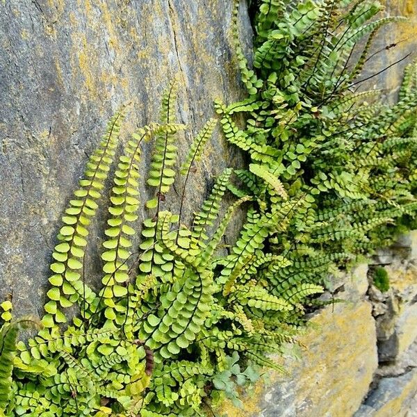 Asplenium trichomanes ഇല