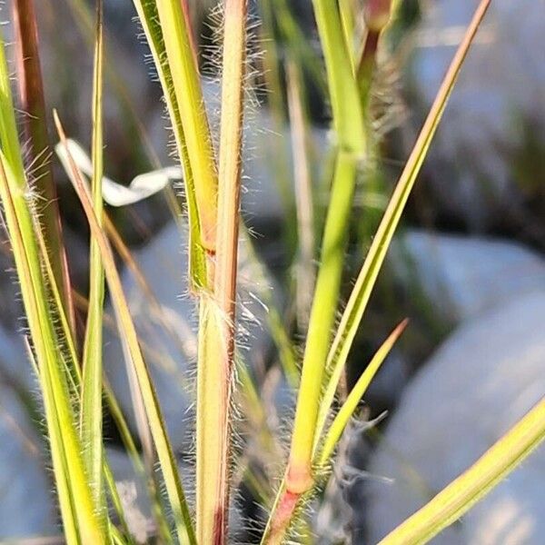 Cenchrus ciliaris Cortiza