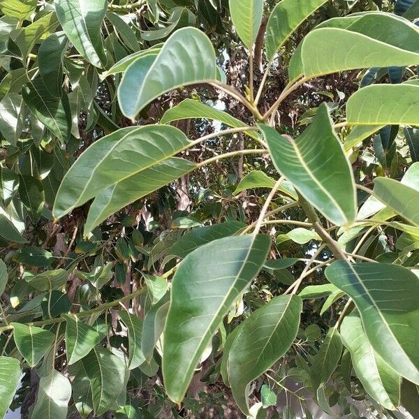 Phytolacca dioica Leaf