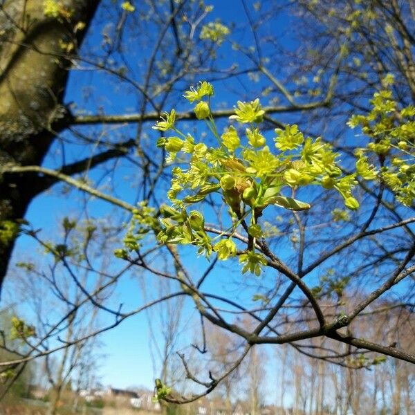 Acer platanoides Cvet