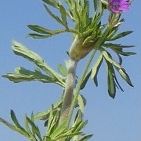 Geranium dissectum Folla