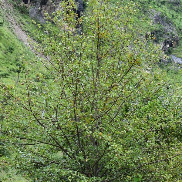 Pyrus pashia Pokrój