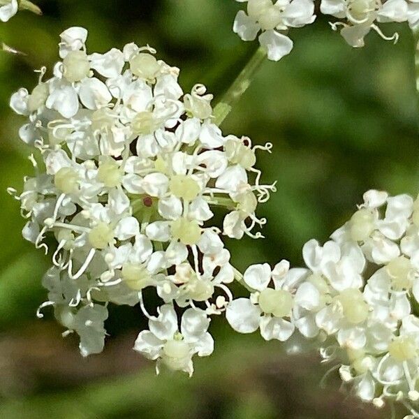 Seseli libanotis Flower