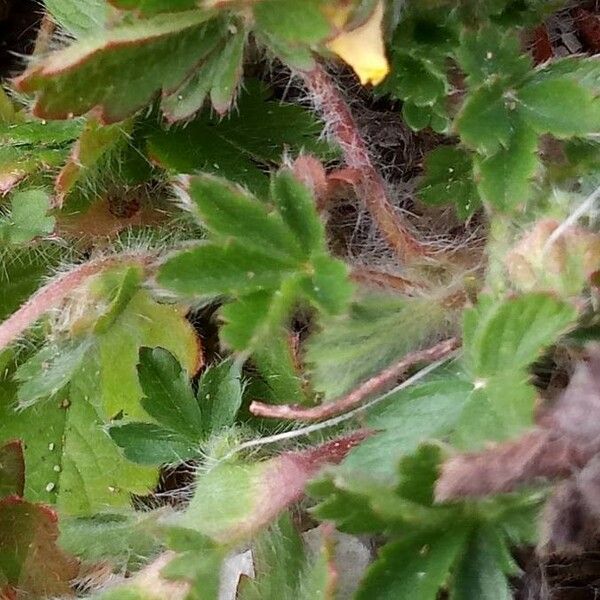 Potentilla heptaphylla Blad