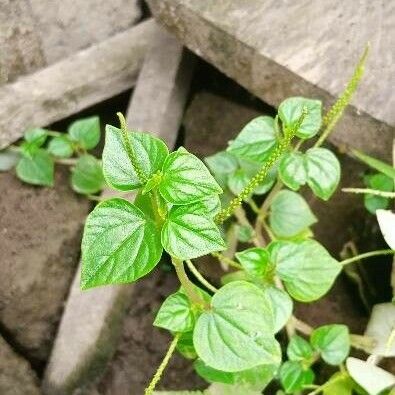 Peperomia pellucida Лист