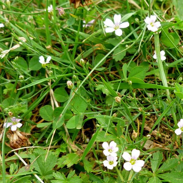 Gypsophila repens Habit