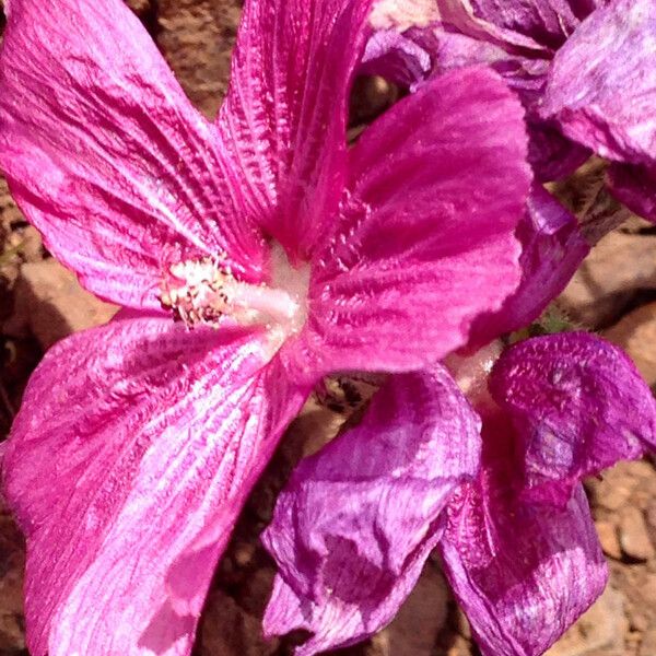 Sidalcea malviflora Cvet