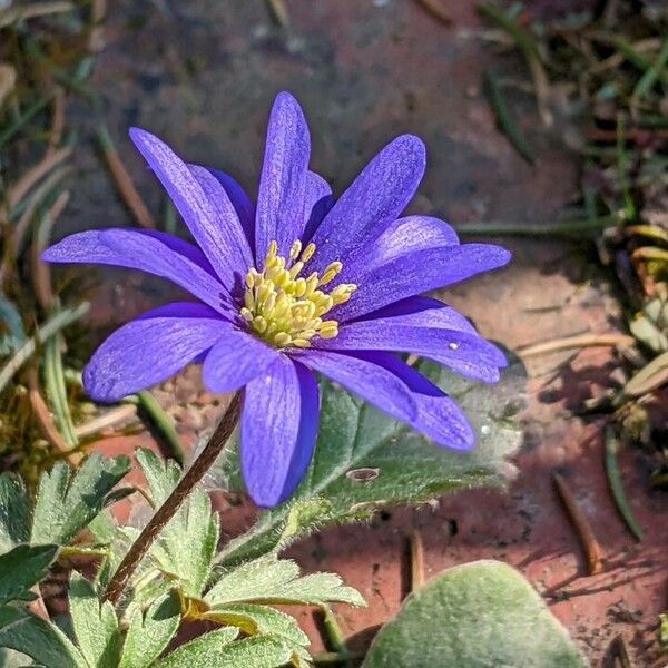 Anemonoides blanda Flor