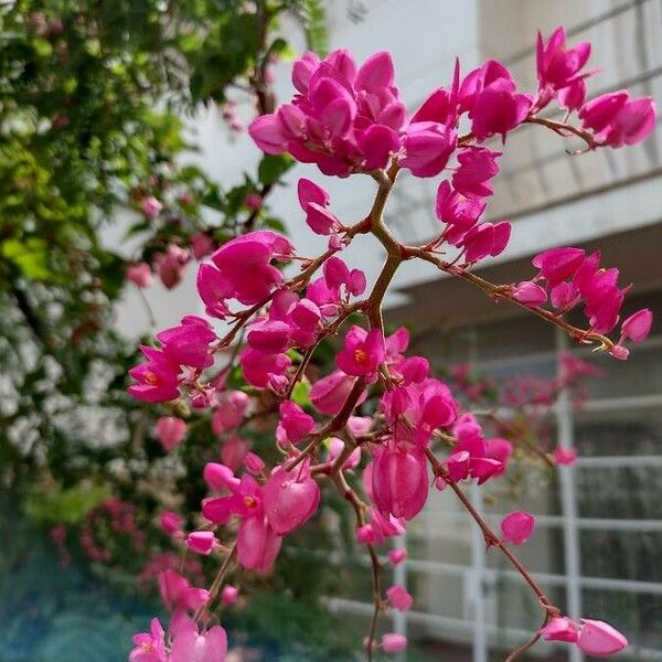 Antigonon leptopus Flower