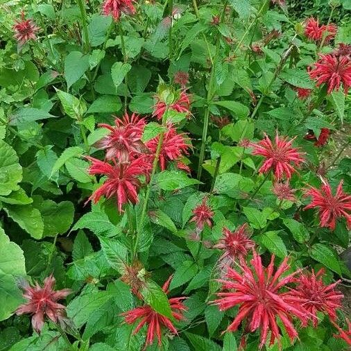 Monarda didyma Кветка