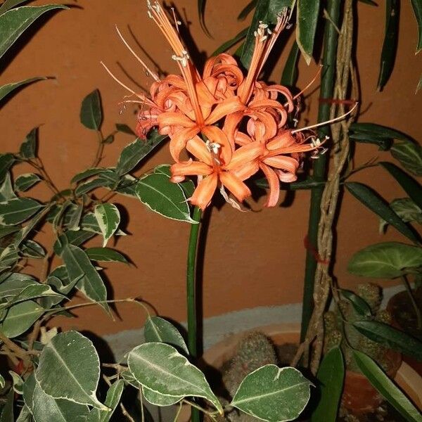 Nerine sarniensis Flors