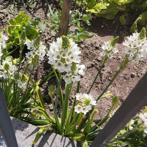 Ornithogalum thyrsoides Žiedas