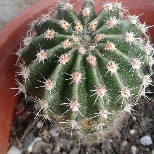 Echinopsis eyriesii кора