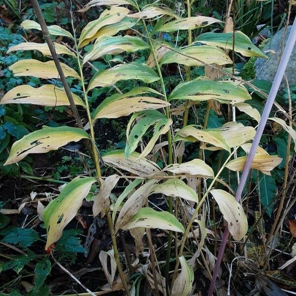 Polygonatum multiflorum Blad