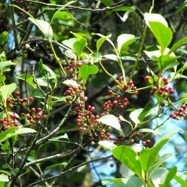 Ilex paraguariensis Плод