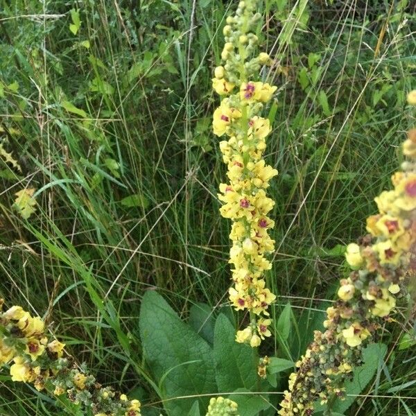 Verbascum nigrum Õis