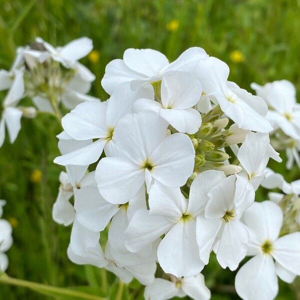 Hesperis matronalis Flower