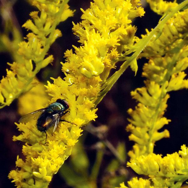 Solidago canadensis Flor