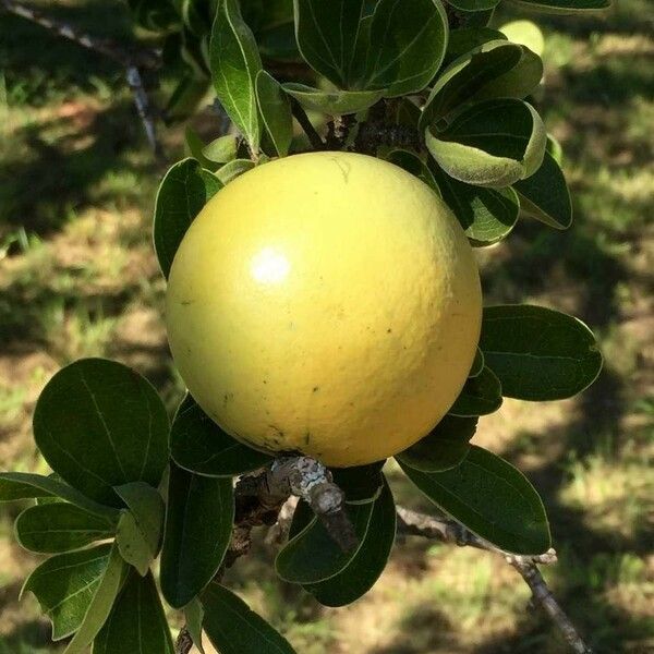 Strychnos madagascariensis Frukt