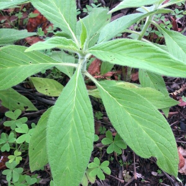 Echium strictum Lehti