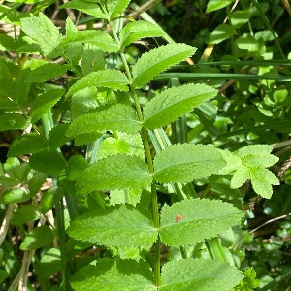 Berula erecta Feuille