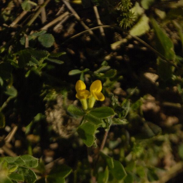 Medicago praecox Fleur